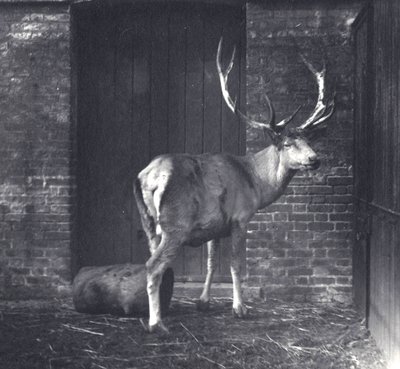 Cerf de Wallich, également connu sous le nom de Shou, cerf rouge d